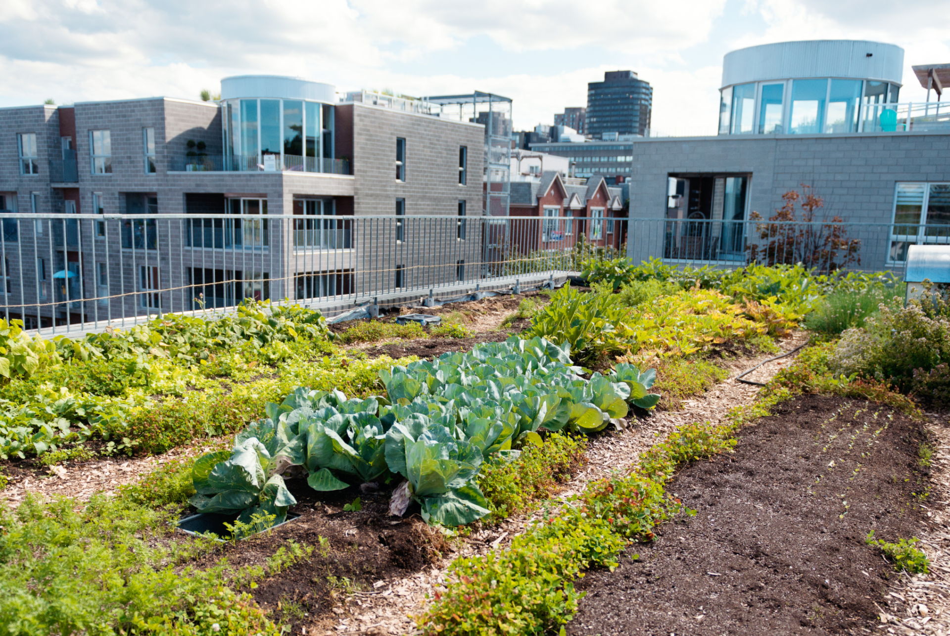 Urban Farming Rooftop Garden